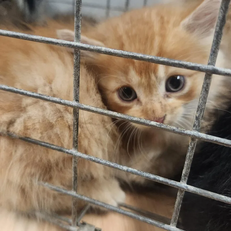 A baby small-sized male Orange / Red Domestic Medium Hair cat named Dandy for adoption in Edwardsville, IL