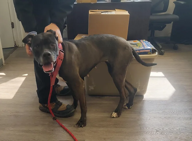 An adult large-sized female Black American Staffordshire Terrier dog named Millie for adoption in Newburgh, NY