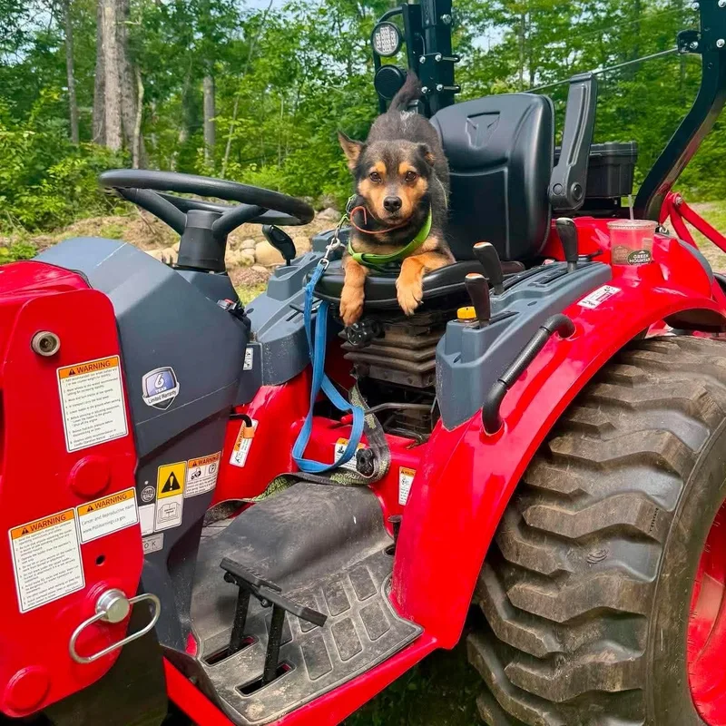 An adult medium-sized male Bicolor Cattle Dog dog named Sammy for adoption in Columbia, MD