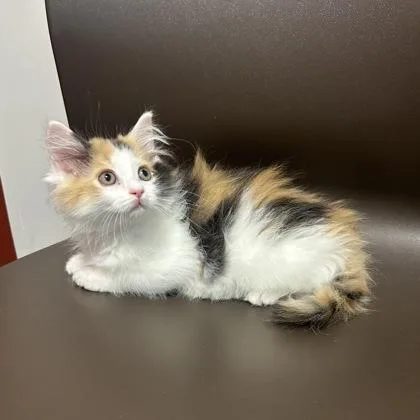A baby small-sized female Domestic Long Hair cat named Aurora for adoption in Janesville, WI