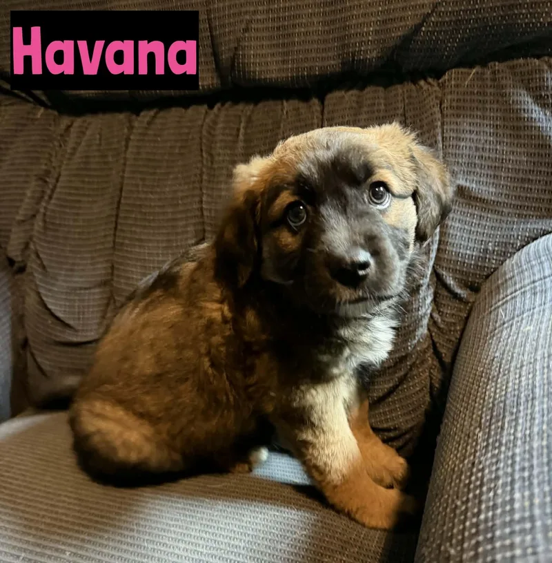 A baby medium-sized female Bicolor Mixed Breed dog named Havana for adoption in Grand Rapids, MI