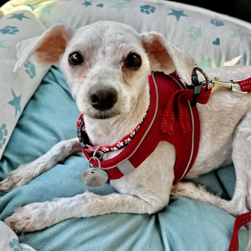 A young small-sized female White / Cream Maltipoo dog named Cherry Collins for adoption in Plano, TX