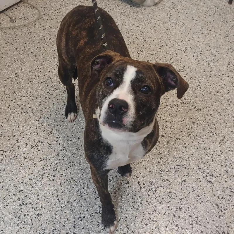 A young medium-sized female American Staffordshire Terrier dog named Zip for adoption in Hattiesburg, MS