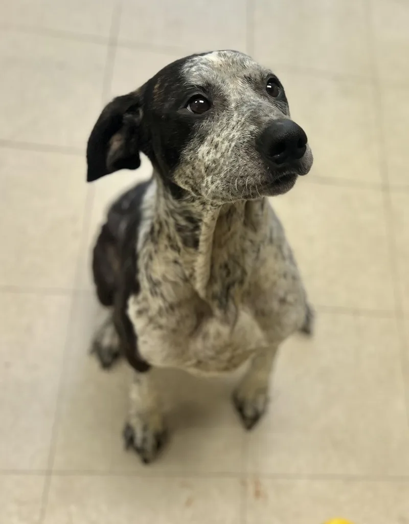 An adult large-sized female Hound dog named Shelly for adoption in Belmont, NY