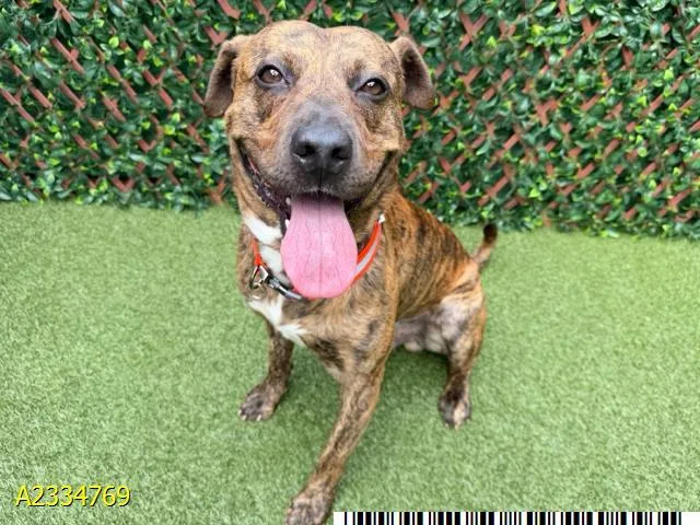 An adult medium-sized male Mixed Breed dog named Nate for adoption in West Palm Beach, FL