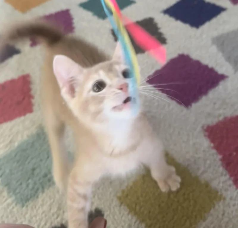 A baby medium-sized male Orange & White Domestic Short Hair cat named Oatmeal for adoption in Saginaw, MI