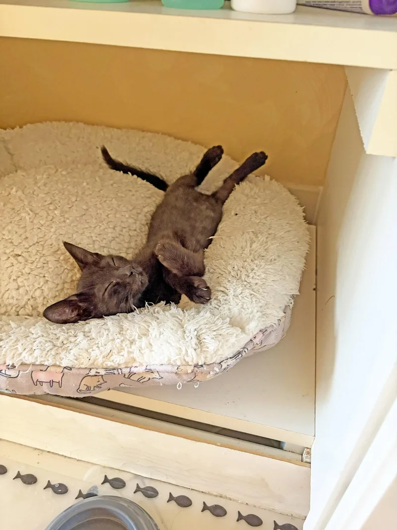 A baby medium-sized female Black Domestic Short Hair cat named LaylaKC for adoption in Greenville, DE