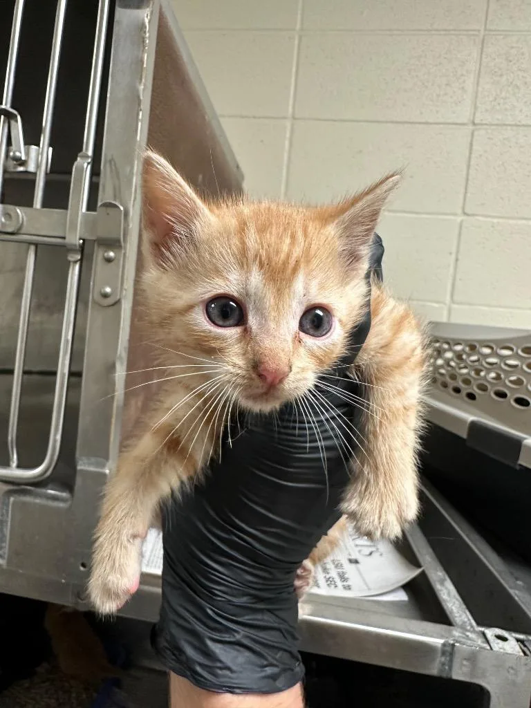 A baby small-sized male Domestic Short Hair cat named Patrick for adoption in Bossier City, LA