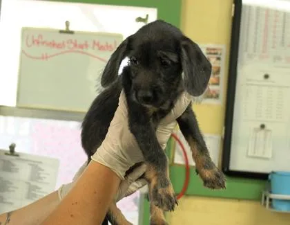 A baby medium-sized female Labrador Retriever dog named Magenta for adoption in Picayune, MS