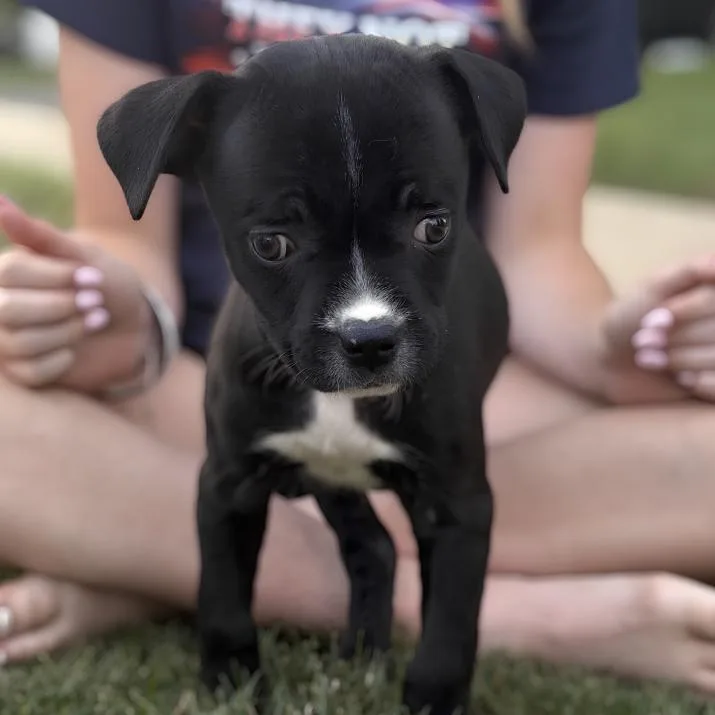 A baby medium-sized male Bicolor Pit Bull Terrier dog named Dante for adoption in Naperville, IL
