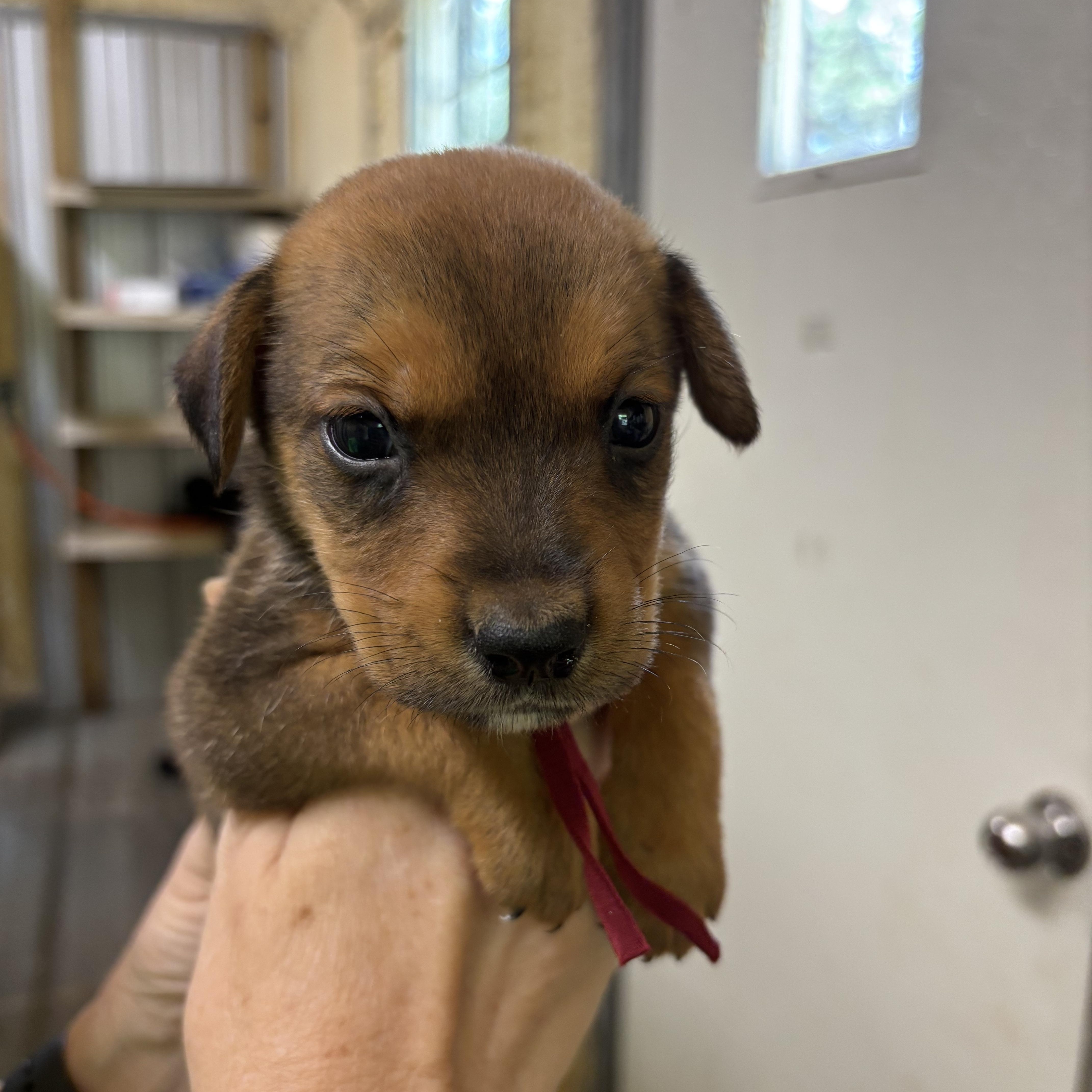 A baby medium-sized male Bicolor Mixed Breed dog named River for adoption in Ruston, LA