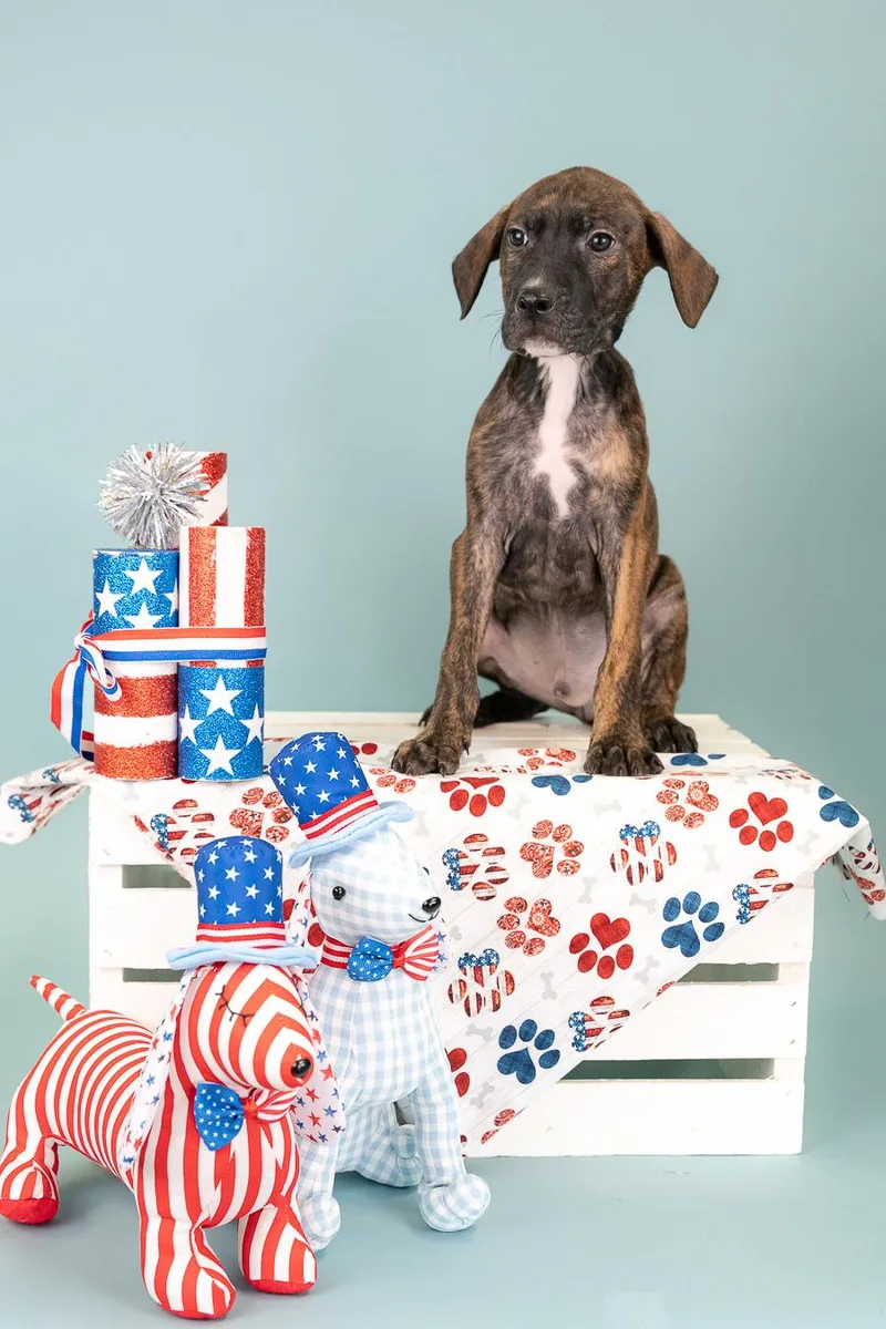 A baby medium-sized male Pit Bull Terrier dog named 537-26 for adoption in Brighton, CO