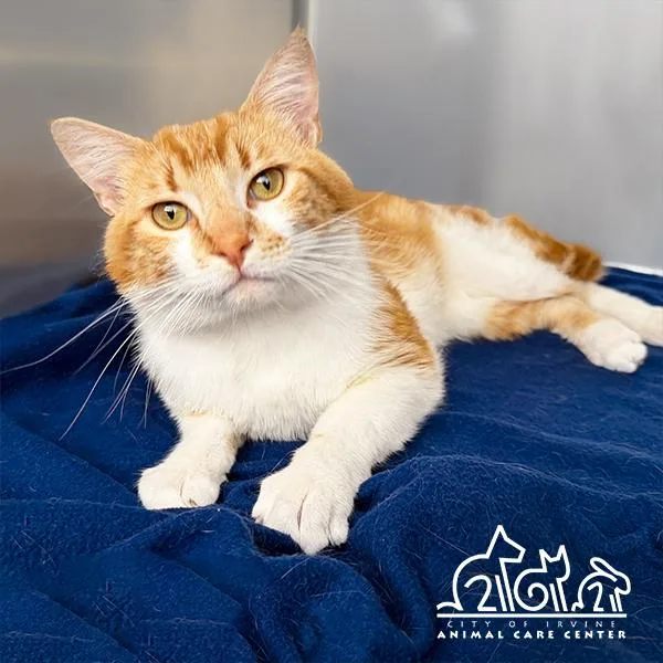 A young small-sized male Domestic Short Hair cat named Tommy for adoption in Irvine, CA