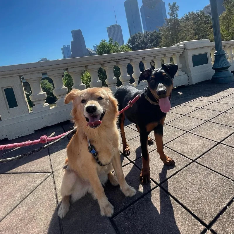 An adult medium-sized male Golden Retriever dog named Biscuit Your New for adoption in Sugar Land, TX