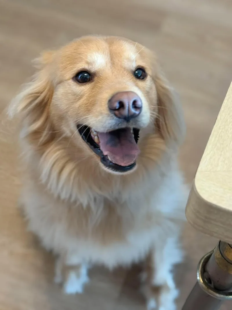 Biscuit  Your New thumbnail 4
