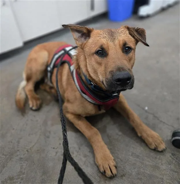A young large-sized male Mixed Breed dog named Harley for adoption in Dallas, TX