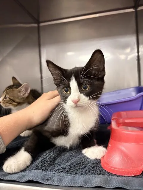 A baby small-sized female Domestic Short Hair cat named Dottie for adoption in Killeen, TX