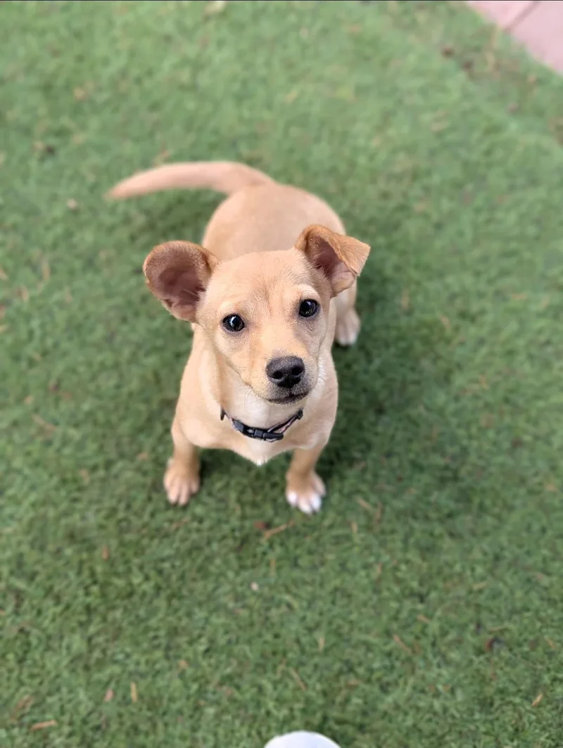 A young small-sized female Apricot / Beige Chihuahua dog named Briar for adoption in Buckley, WA