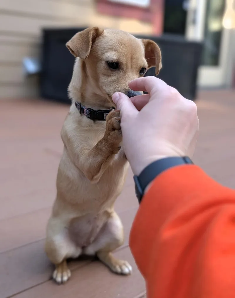 Briar thumbnail 2