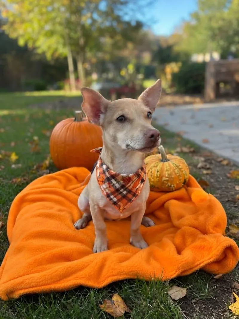 A young small-sized male Corgi dog named Pokey for adoption in Manhattan, KS