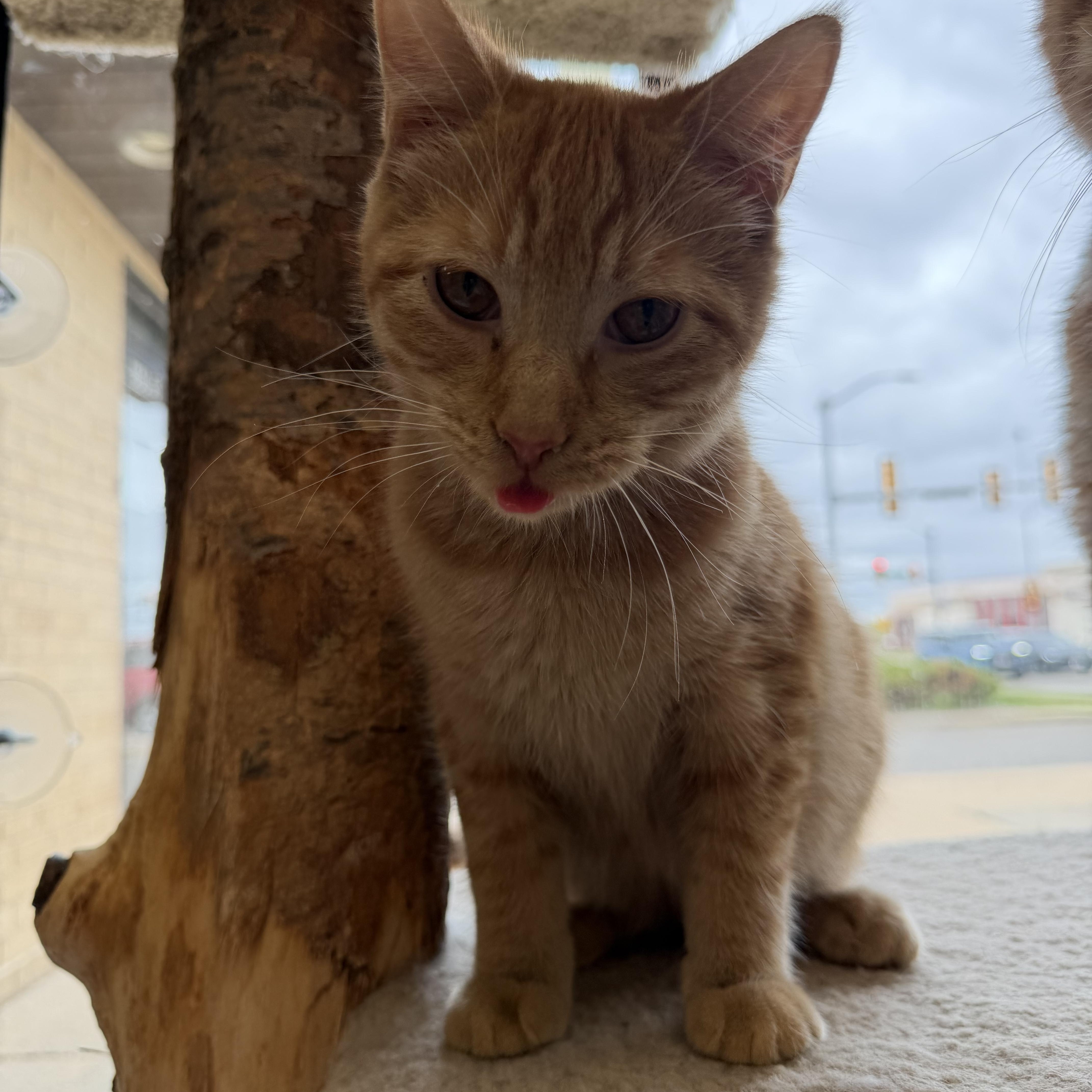 A young medium-sized male Tabby (Orange / Red) Domestic Short Hair cat named Theo for adoption in Madison, WI