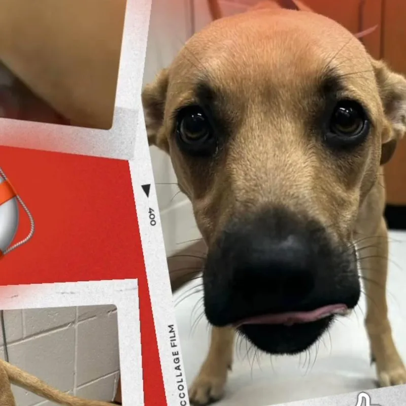 A young medium-sized female Yellow Labrador Retriever dog named Kiera for adoption in Winder, GA