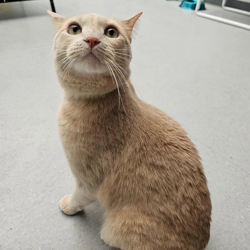 An adult medium-sized female Buff / Tan / Fawn Domestic Short Hair cat named Astrid for adoption in Lakewood, CO
