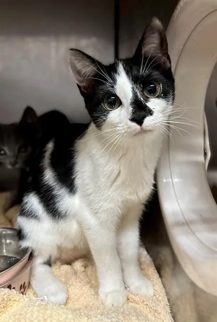 A young small-sized female Domestic Short Hair cat named Lula for adoption in York, SC