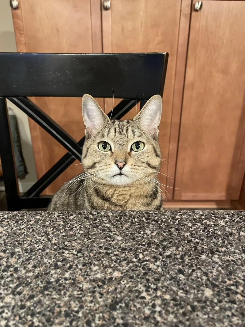 An adult medium-sized male Tabby (Buff / Tan / Fawn) Domestic Short Hair cat named Dwight for adoption in Waltham, MA