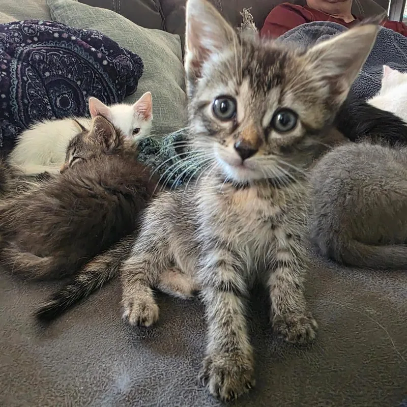 A baby small-sized female Brown / Chocolate Domestic Short Hair cat named Marianna for adoption in Normal, IL