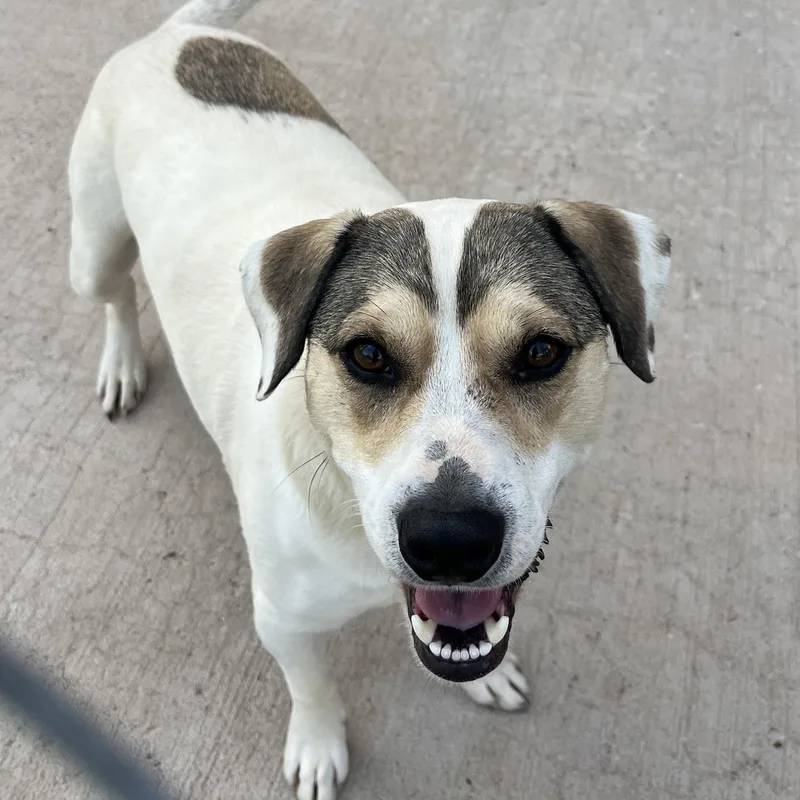 An adult medium-sized female Apricot / Beige Beagle dog named Nat Bug for adoption in McKenzie, TN