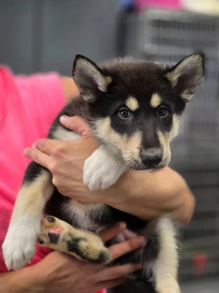 A baby small-sized male Collie dog named Ezekiel for adoption in Carthage, MO