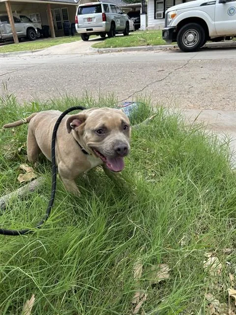 A young medium-sized female Pit Bull Terrier dog named Lelo for adoption in Oklahoma City, OK