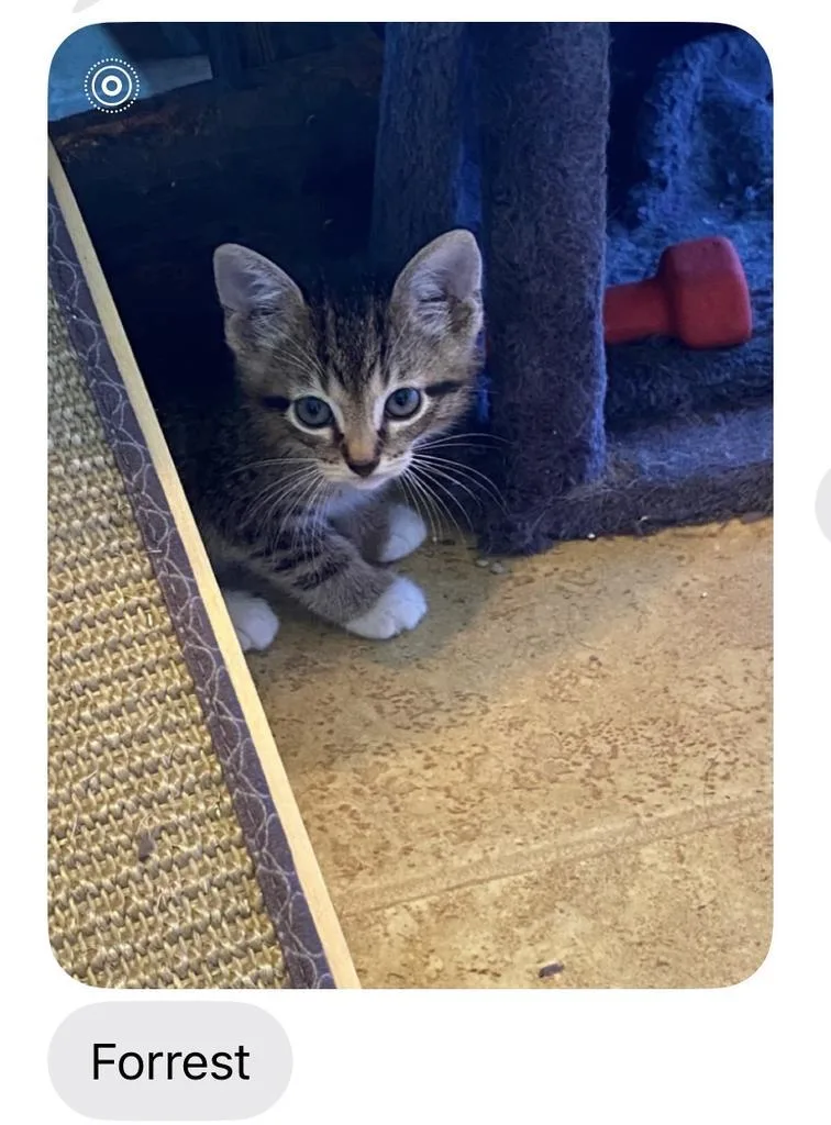 A baby small-sized male Domestic Short Hair cat named Forest for adoption in Mustang, OK