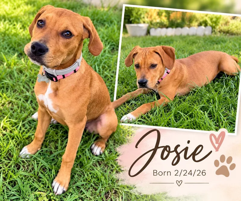 A baby medium-sized female Brown / Chocolate Mixed Breed dog named Josie for adoption in Fern Park, FL