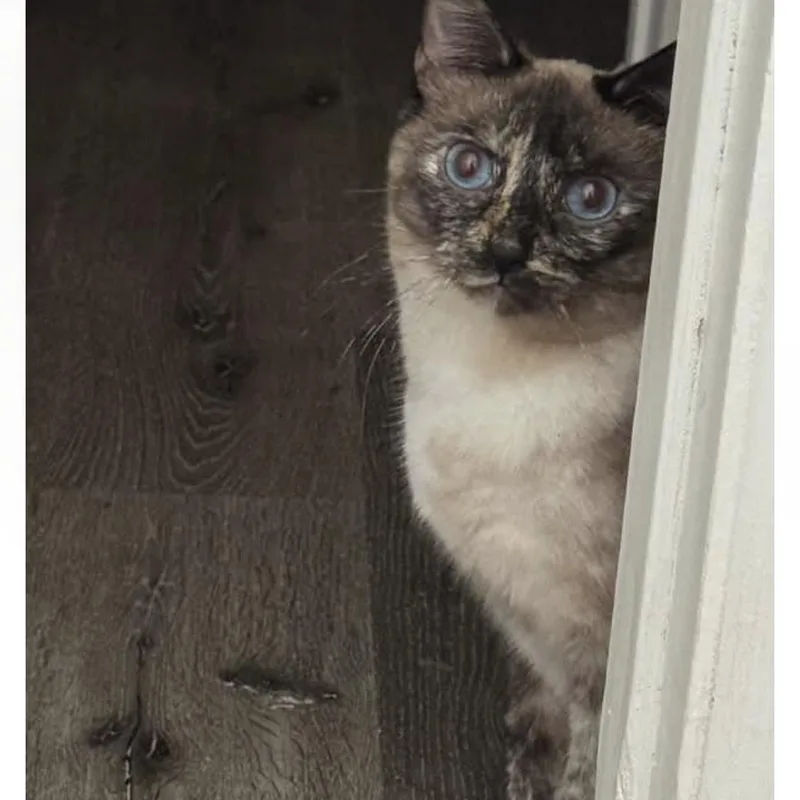A young medium-sized male Siamese cat named Alexander And Lola for adoption in Pomona, CA