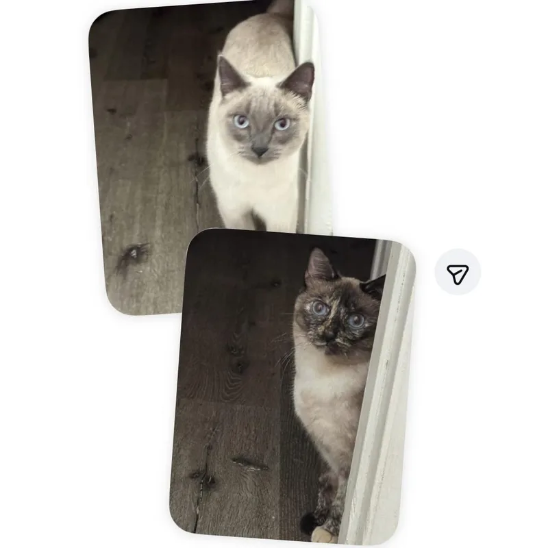 Alexander And Lola thumbnail 2