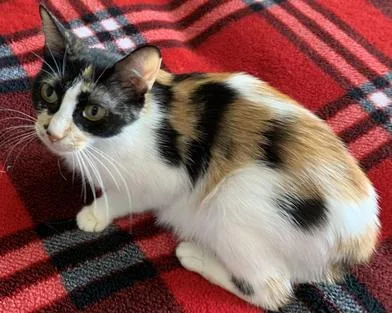 A young medium-sized female Calico American Bobtail cat named Callie for adoption in Liverpool, TX