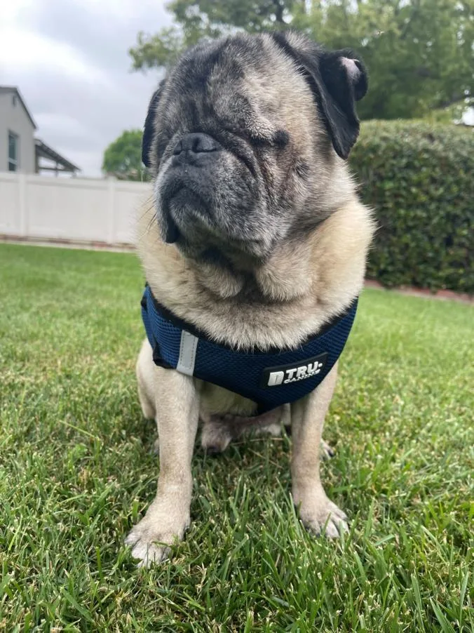 An adult large-sized male Pug dog named Piglet for adoption in Burbank, CA