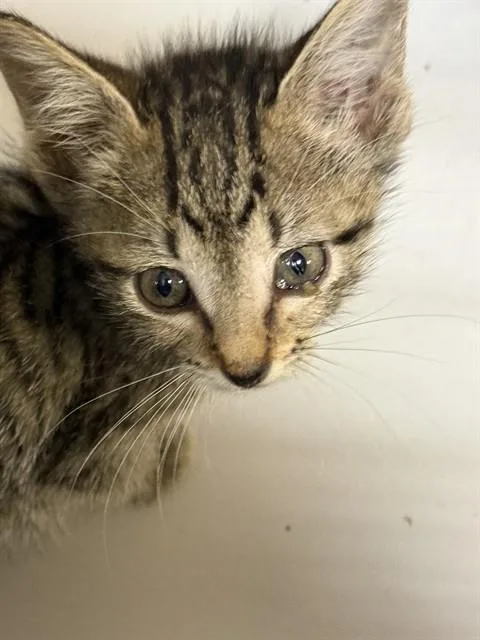 A baby small-sized female Domestic Short Hair cat named Window for adoption in Miami, FL