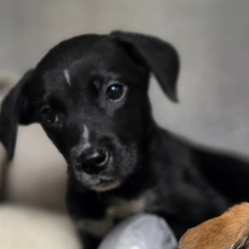 A baby small-sized male Black Mixed Breed dog named Flynn for adoption in Charleston, WV