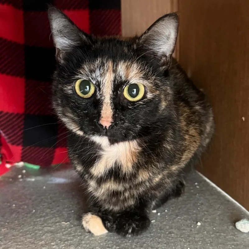 A young medium-sized female Black Domestic Long Hair cat named Bam Bam for adoption in Chicago, IL