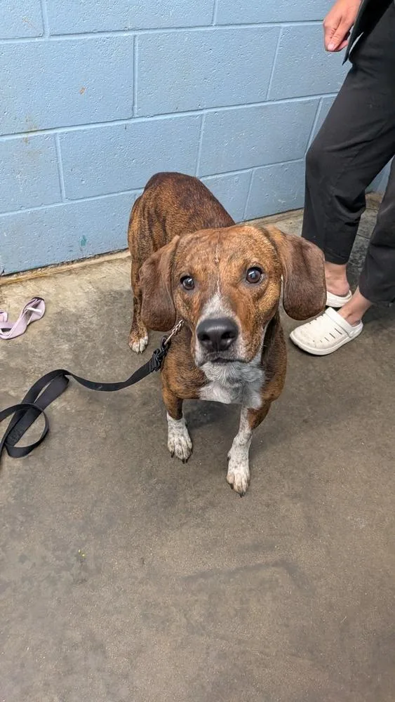 An adult medium-sized male Brindle Hound dog named Bernard for adoption in Evansville, IN
