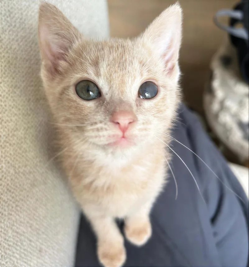 A baby medium-sized male Tabby (Buff / Tan / Fawn) Domestic Short Hair cat named Sir Rexalot for adoption in Nashville, TN