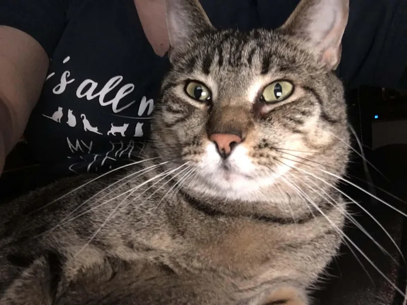 A senior large-sized male Tabby (Brown / Chocolate) Domestic Short Hair cat named Douglas for adoption in Sierra Vista, AZ
