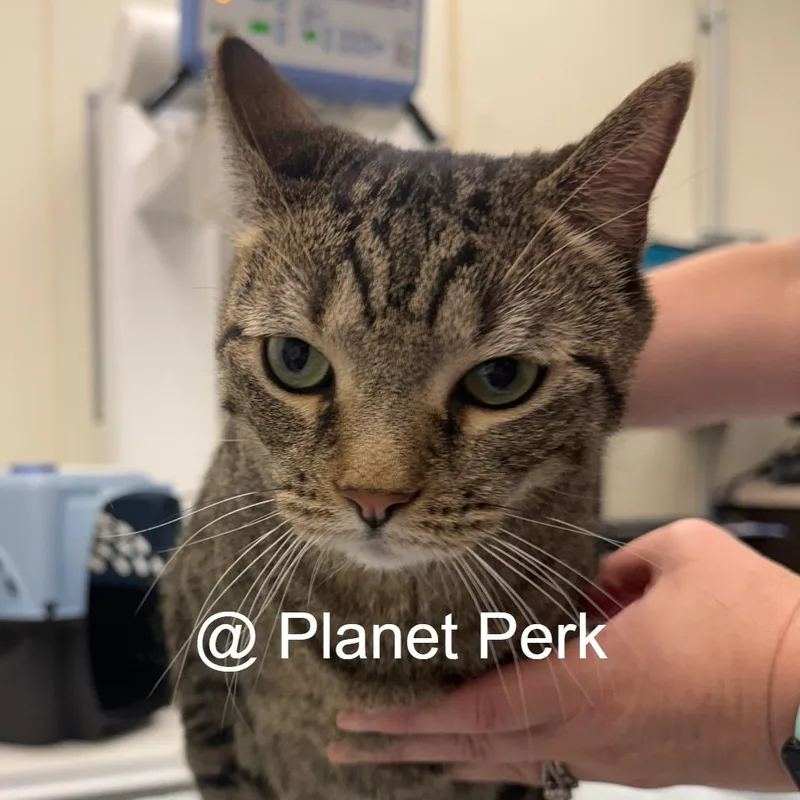 An adult extra large-sized male Domestic Short Hair cat named Jared for adoption in Oshkosh, WI