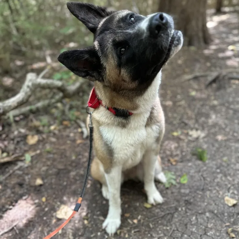 An adult large-sized female Akita dog named Rasha for adoption in Dallas, TX