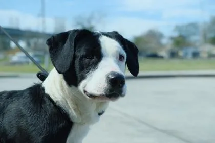 An adult large-sized female Pit Bull Terrier dog named Frannie for adoption in New Orleans, LA