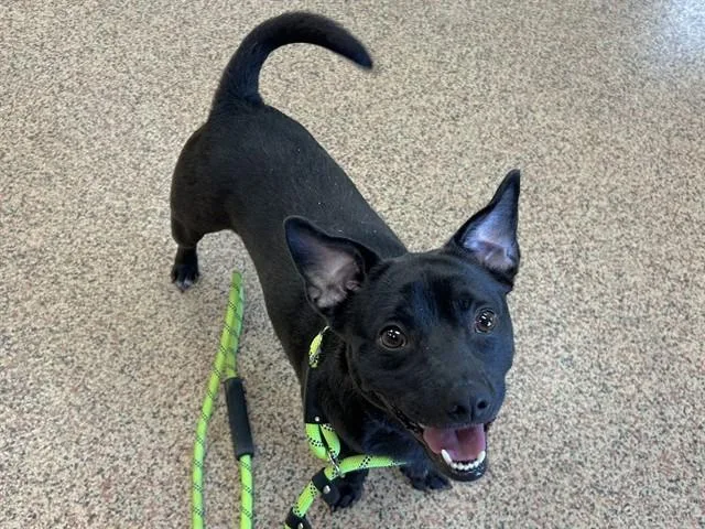 An adult small-sized male Chihuahua dog named Jasper for adoption in Springfield, MA
