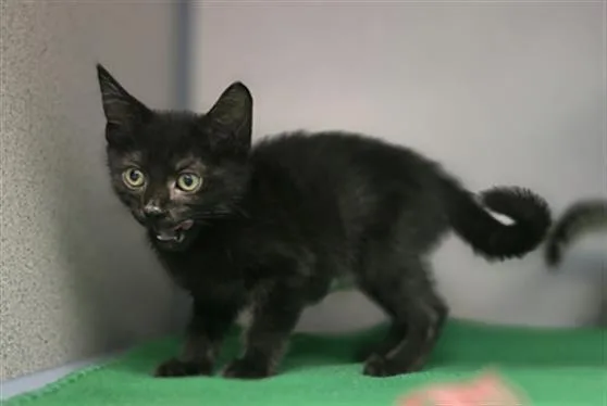 A baby small-sized female Domestic Short Hair cat named Azalea for adoption in Aliquippa, PA